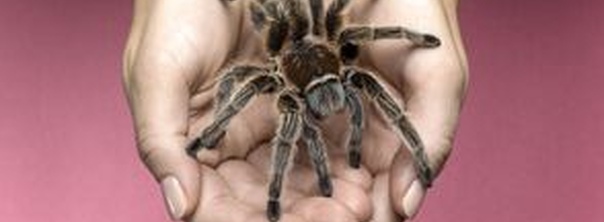 Як доглядати за домашнім тарантулом